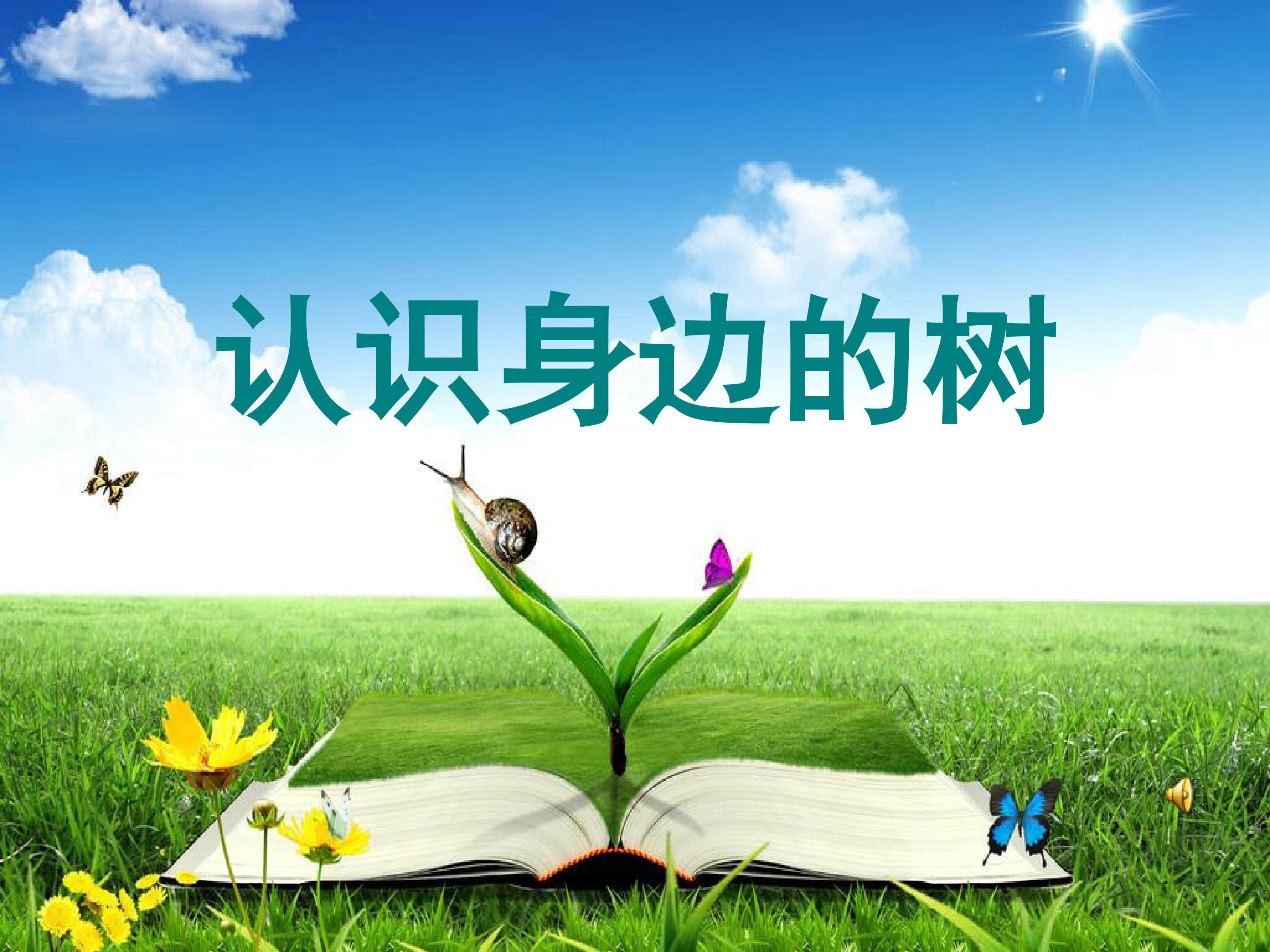 认识身边的树