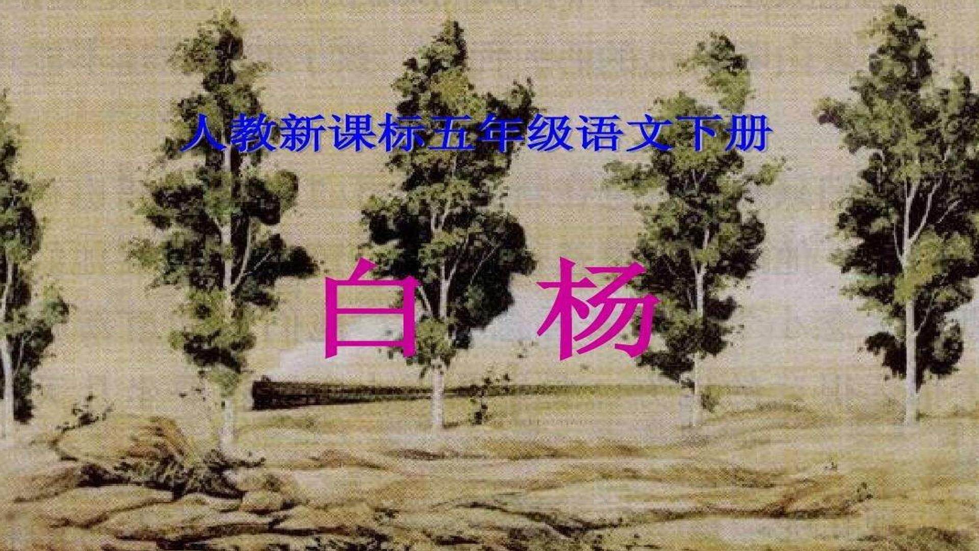 3、白杨