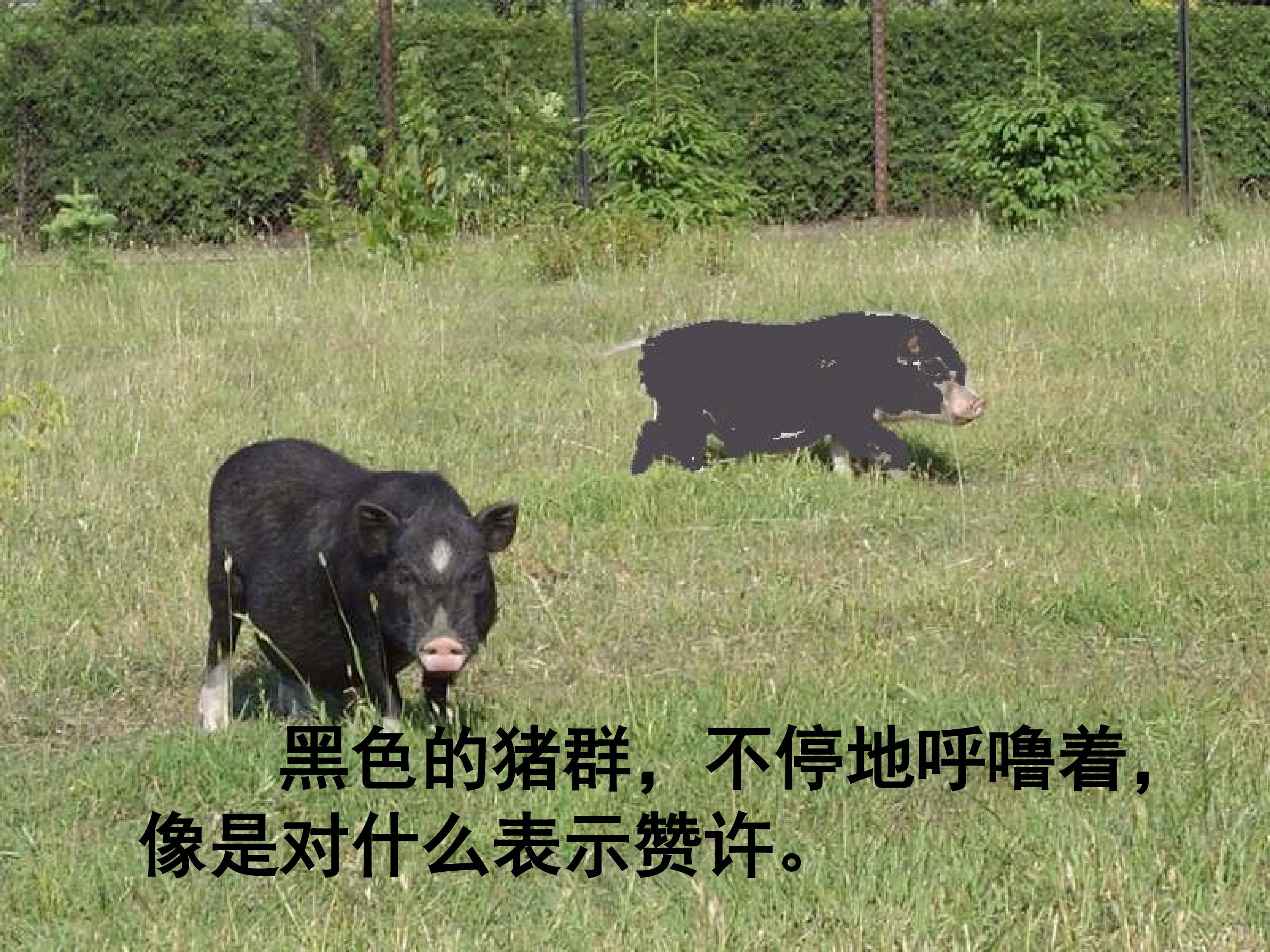 33.jpg
