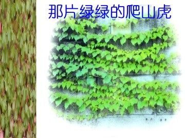 那片绿绿的爬山虎_课件2