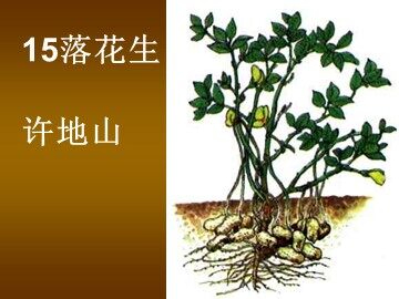 15 落花生