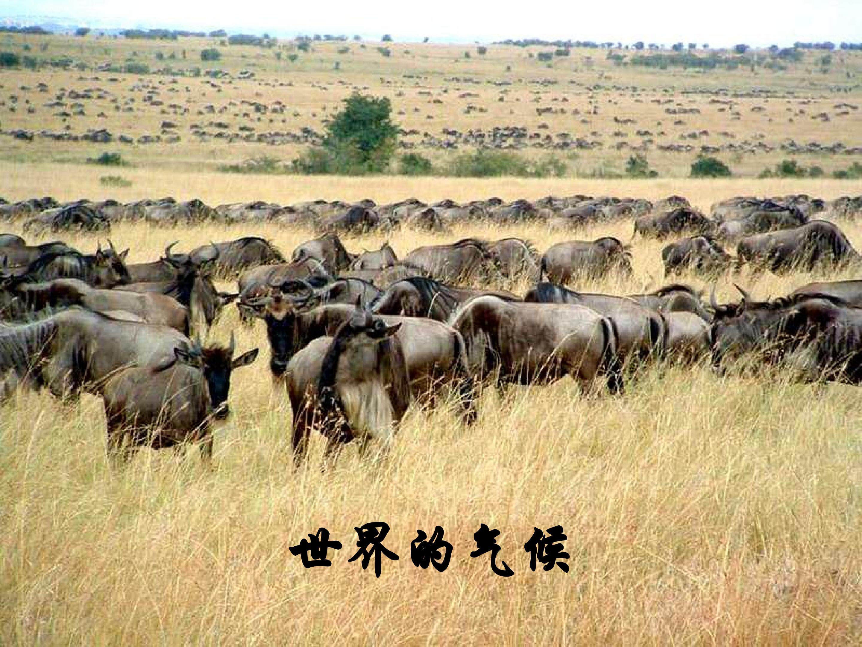 世界的气候_课件1