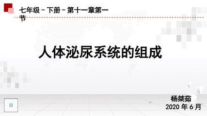 人体泌尿系统的组成