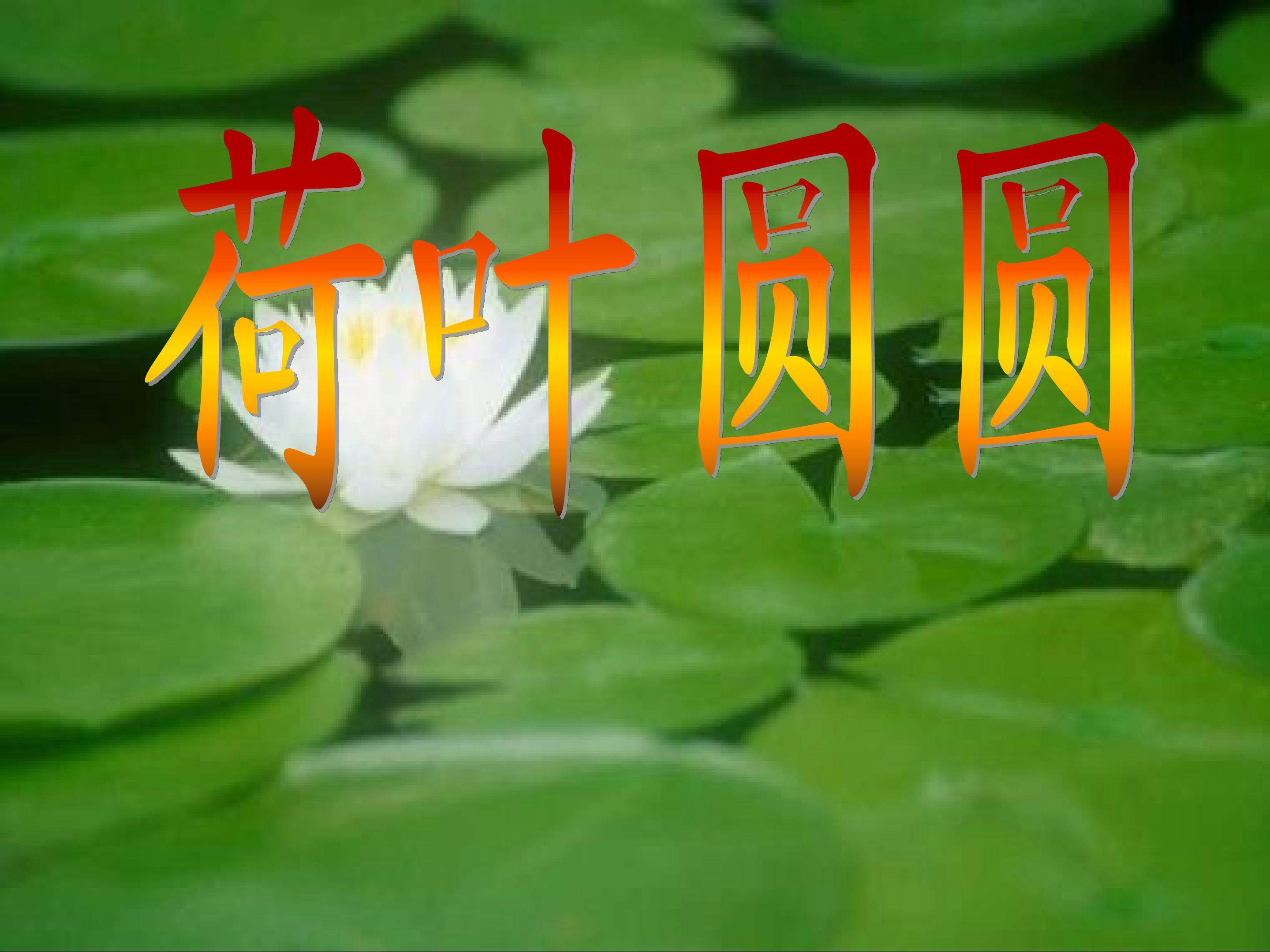 荷叶圆圆