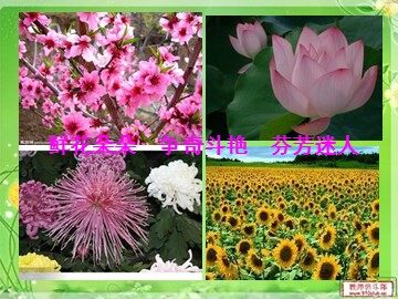 13 花钟