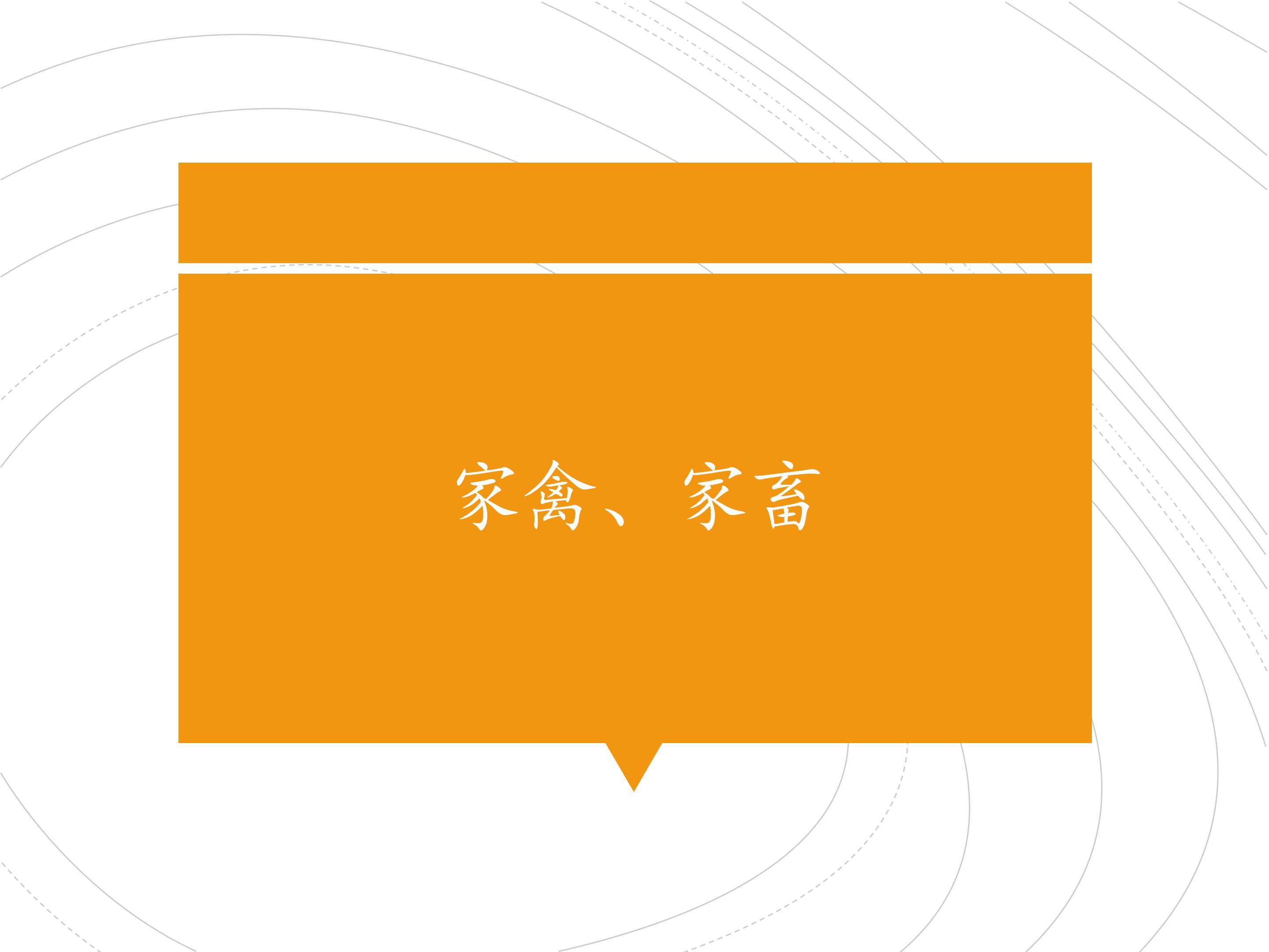 家禽、家畜_课件1