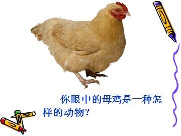 16* 母鸡