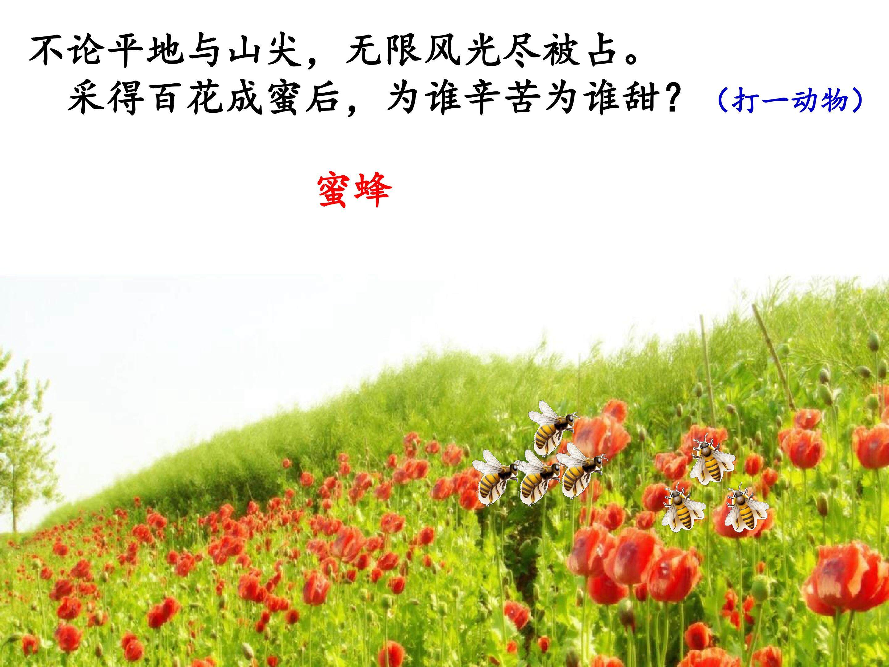 蜜蜂家族揭密 课件
