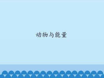 动物与能量_课件1