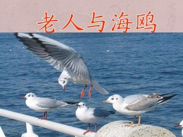 21 老人与海鸥 