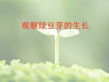 观察绿豆芽的生长_课件1
