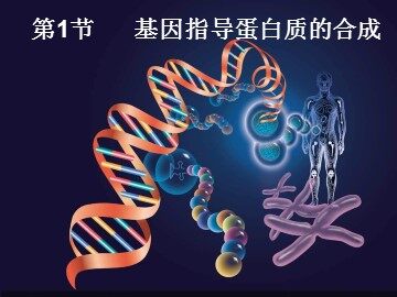 第1节  基因指导蛋白质的合成