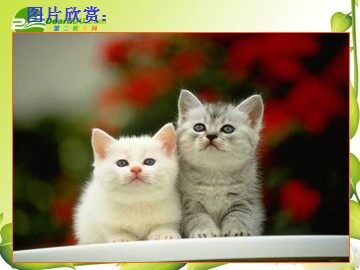 26 猫 