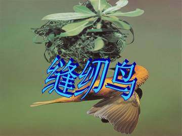缝纫鸟_课件1