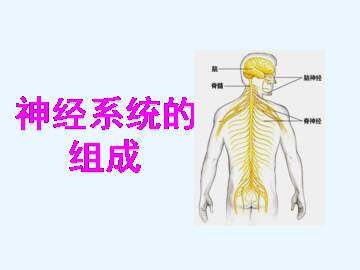 神经系统的组成_课件5