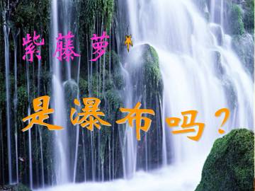 紫藤萝瀑布_课件4