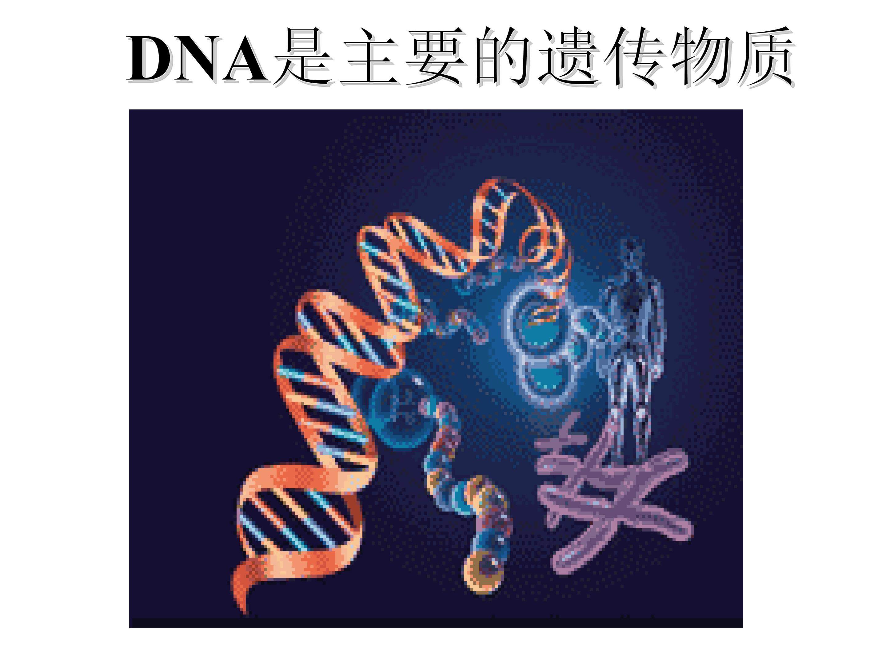 DNA是主要的遗传物质_课件1