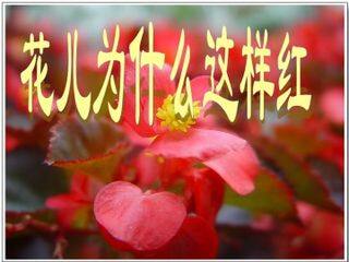 花儿为什么这样红_课件1