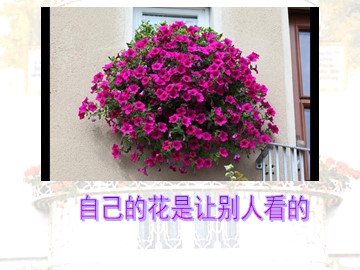 25 自己的花是让别人看的