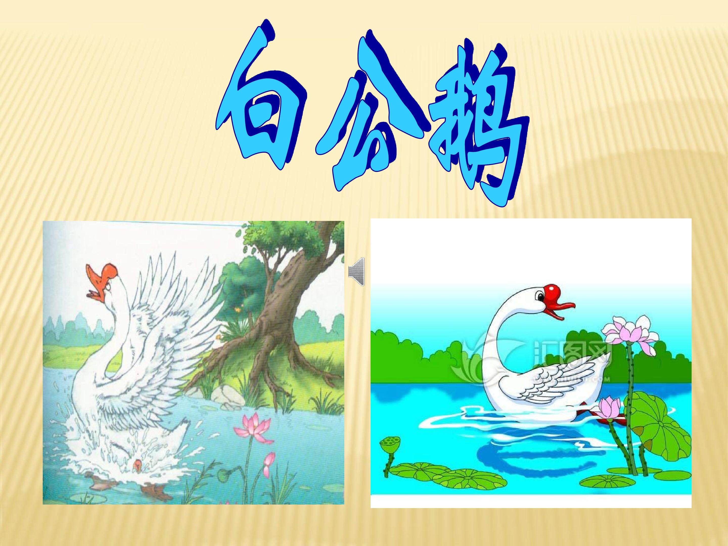 白公鹅