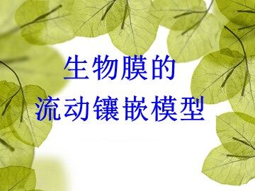 第2节  生物膜的流动镶嵌模型