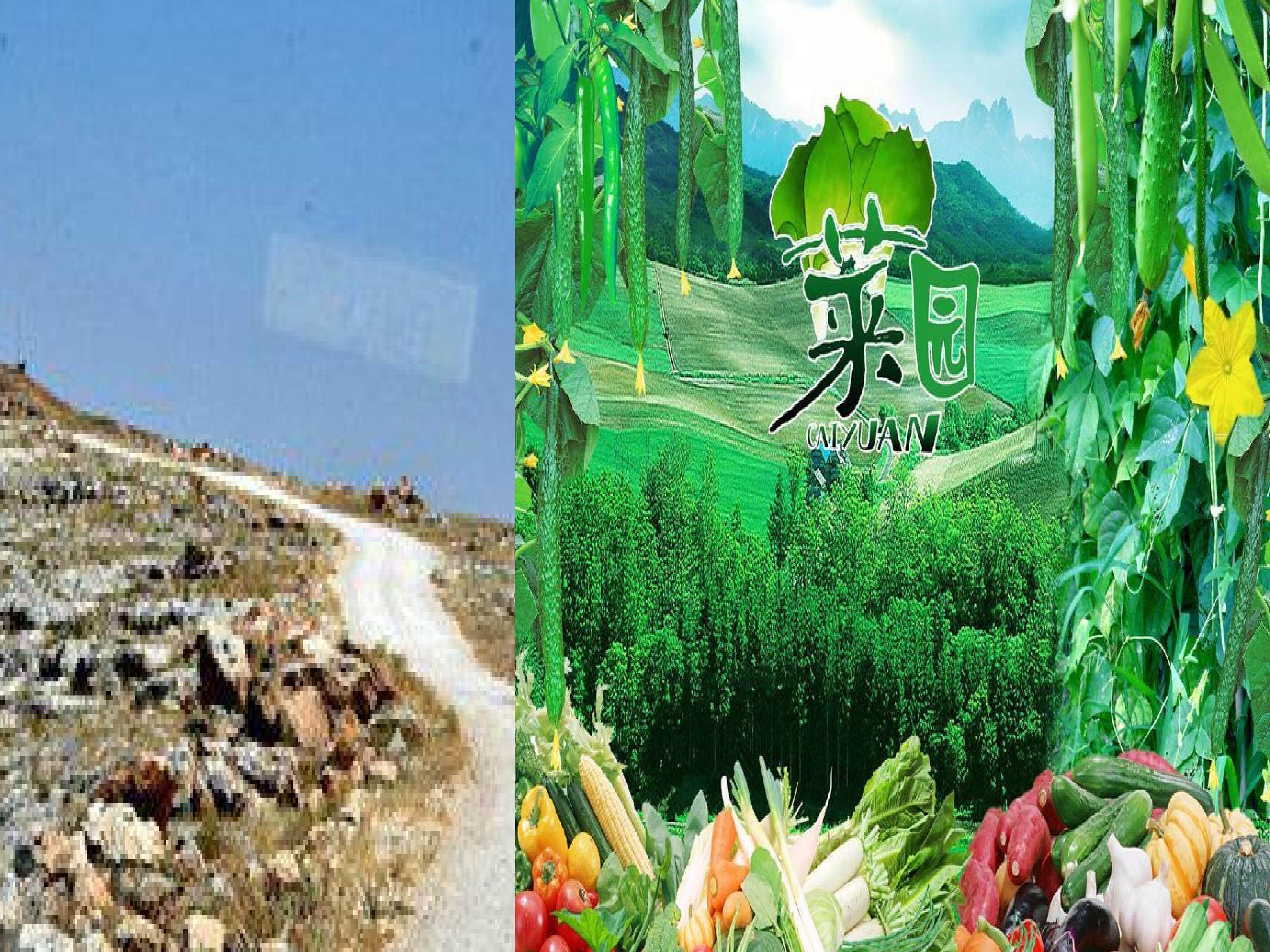 父亲的菜园