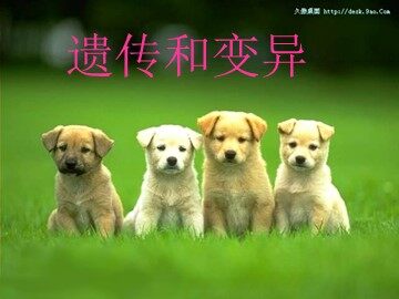 生物高中必修2第三章第一节课件8