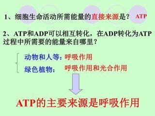 ATP的主要来源----细胞呼吸