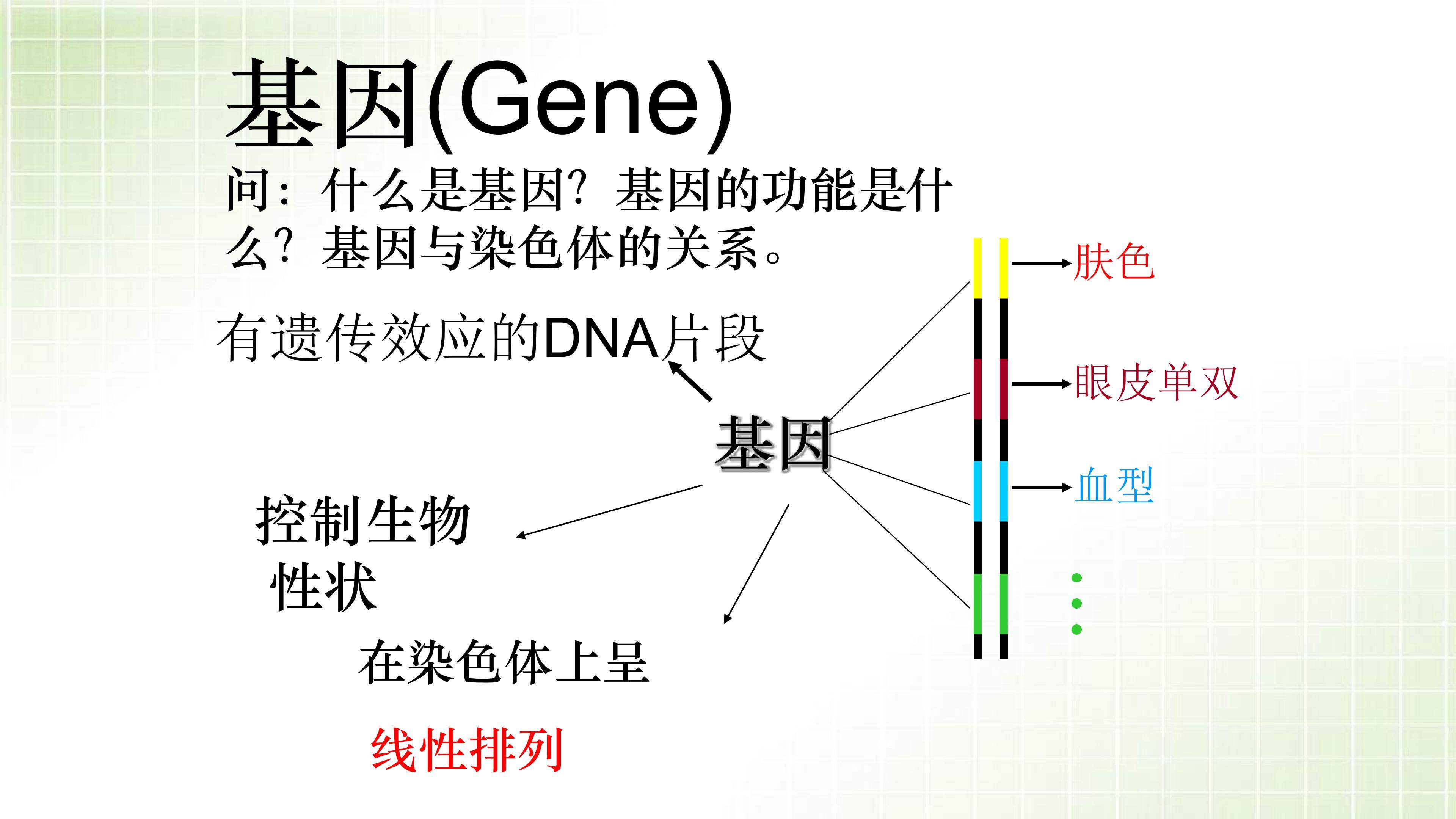 基因指导蛋白质的合成