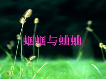 蝈蝈与蛐蛐_课件2