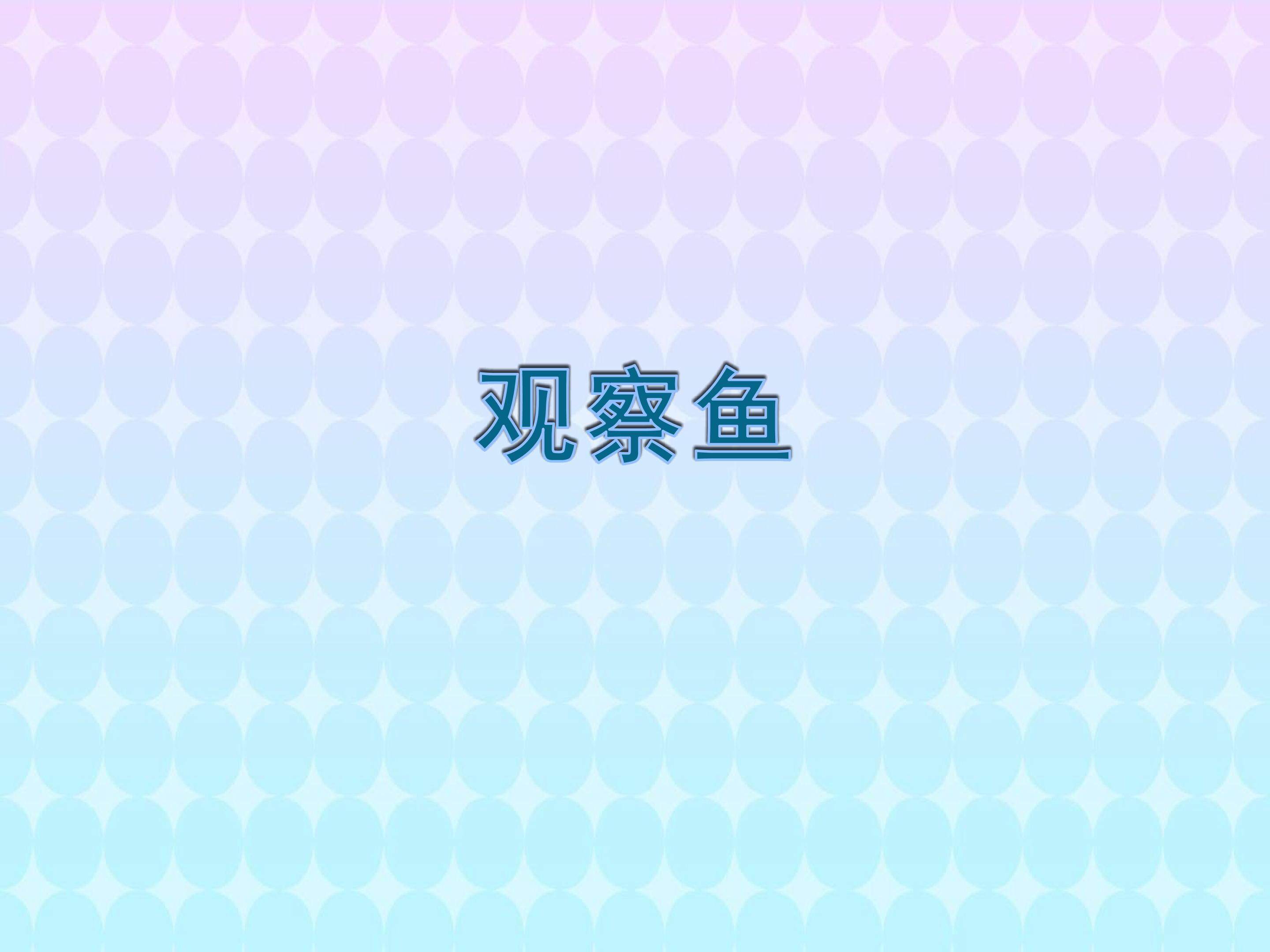 观察鱼