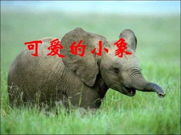 可爱的小象_课件1