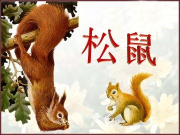 10* 松鼠
