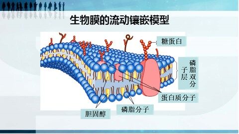第2节  生物膜的流动镶嵌模型