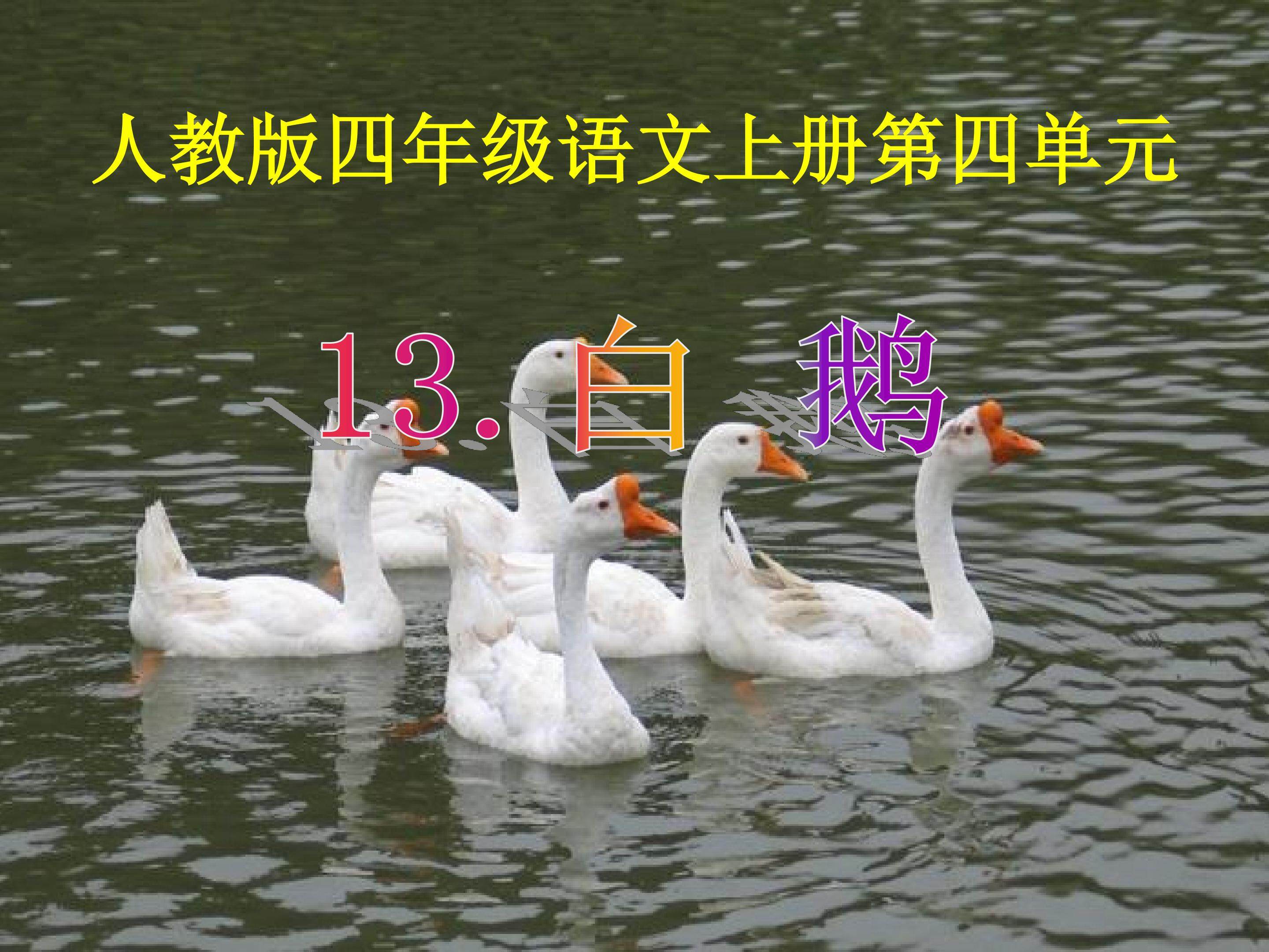 白鹅
