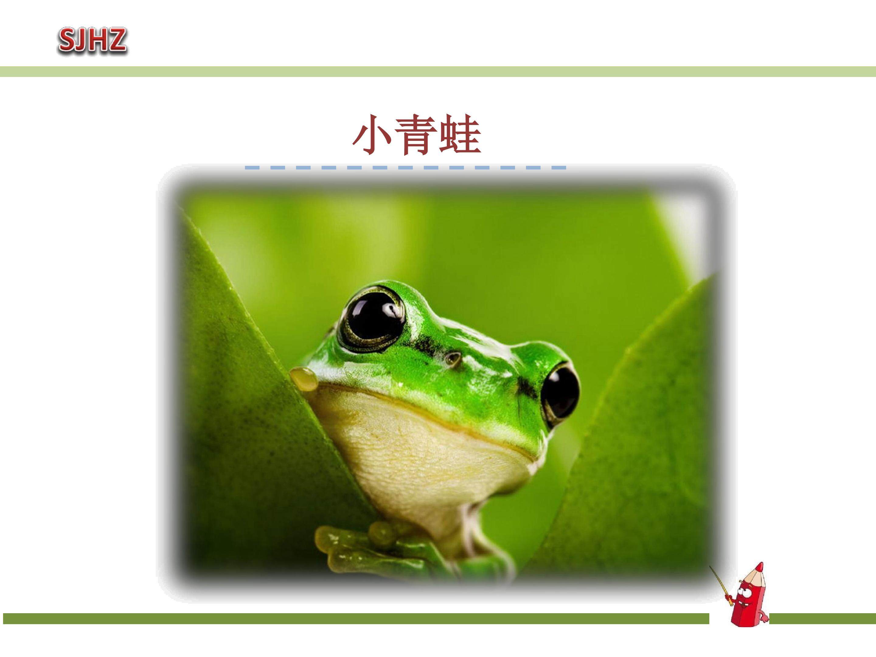 小青蛙