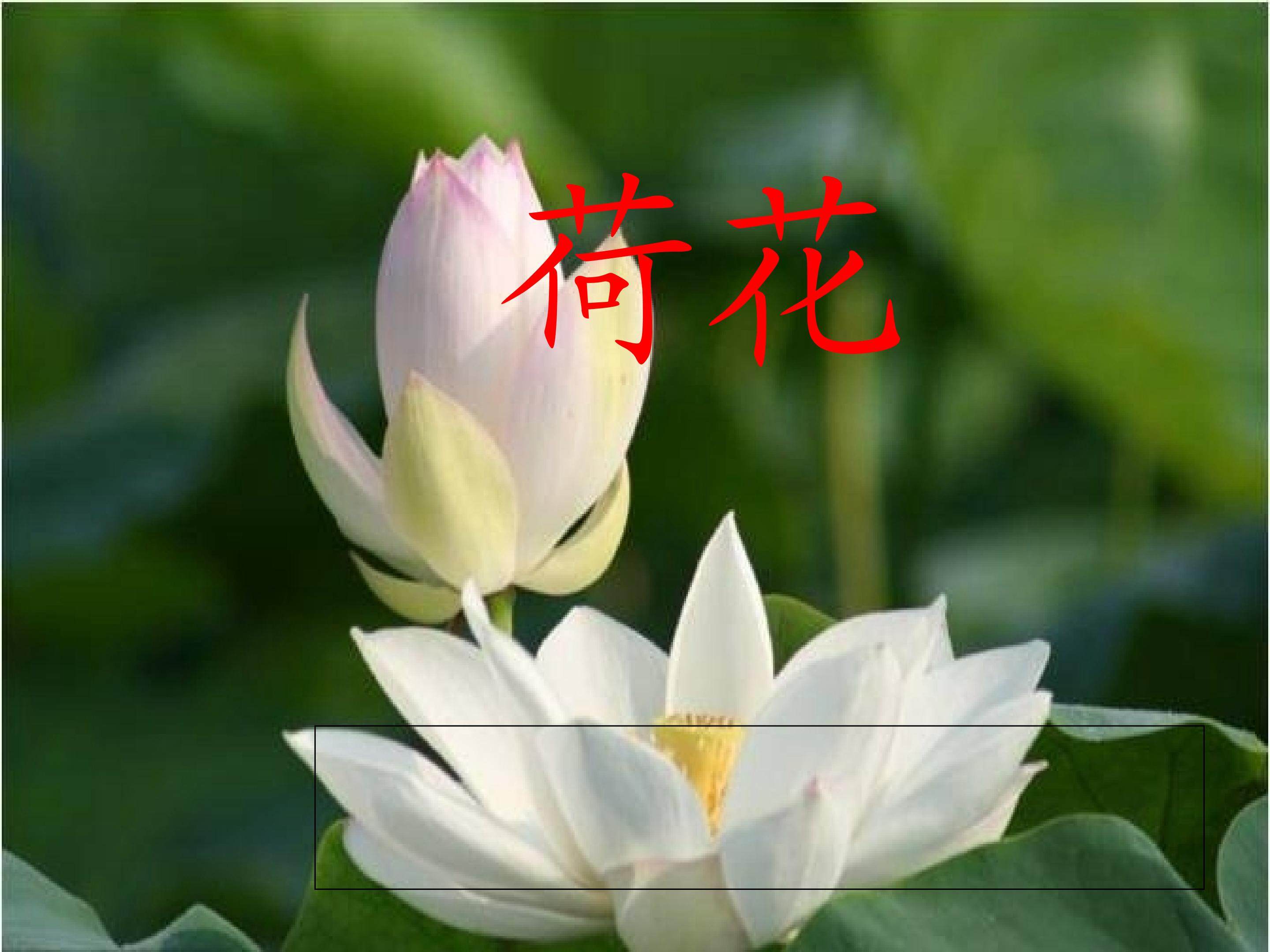 荷花