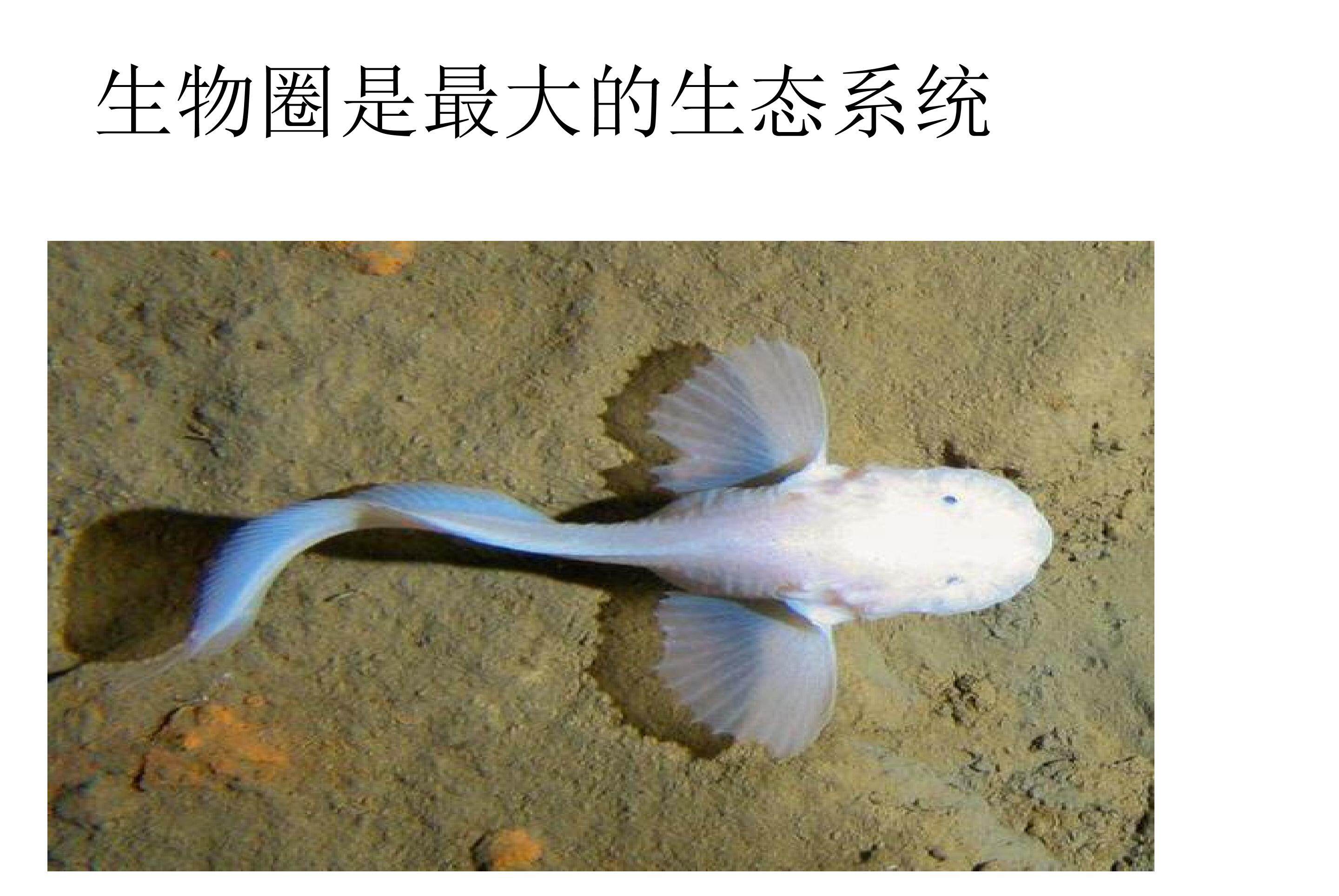 生物圈是最大的生态系统_课件1