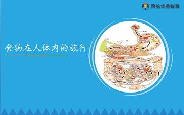 互动课件-《食物在人体内的旅行》 