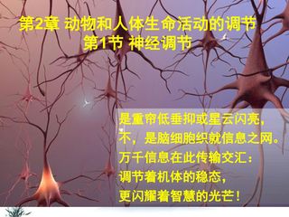 神经调节