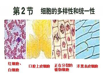 生物高中必修1第一章第二节课件1