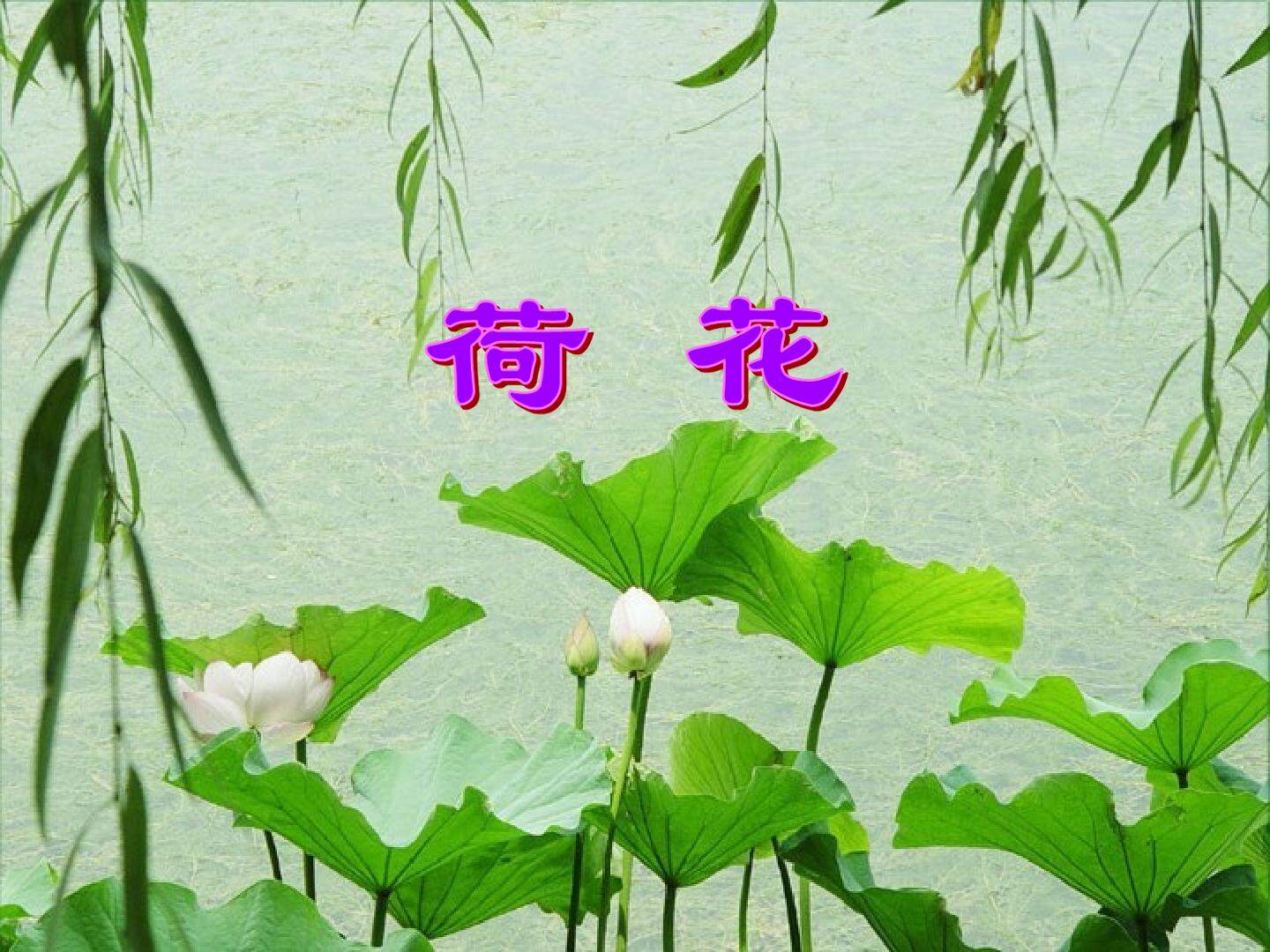 荷花