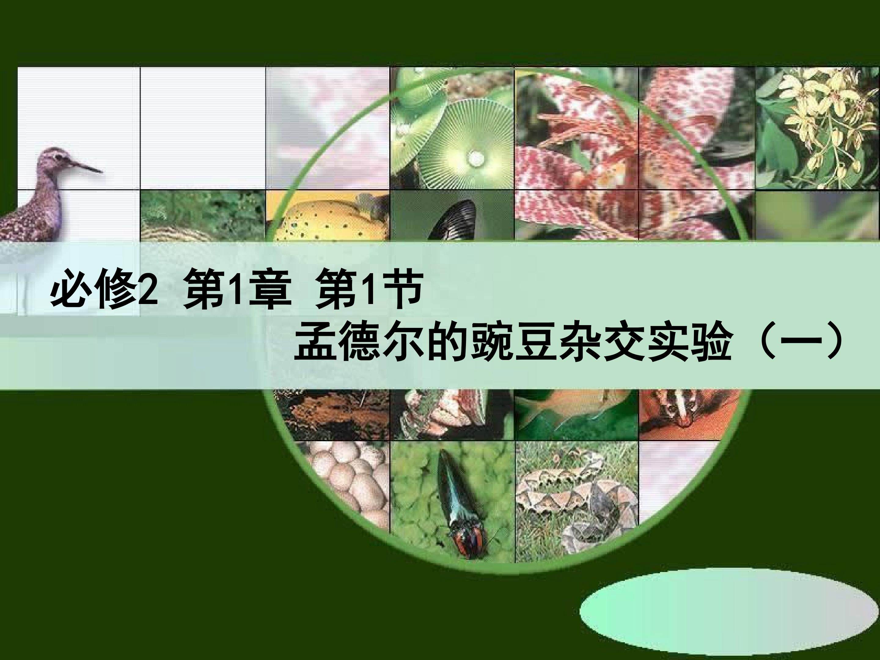 孟德尔豌豆杂交实验（一）