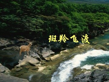 斑羚飞渡_课件20