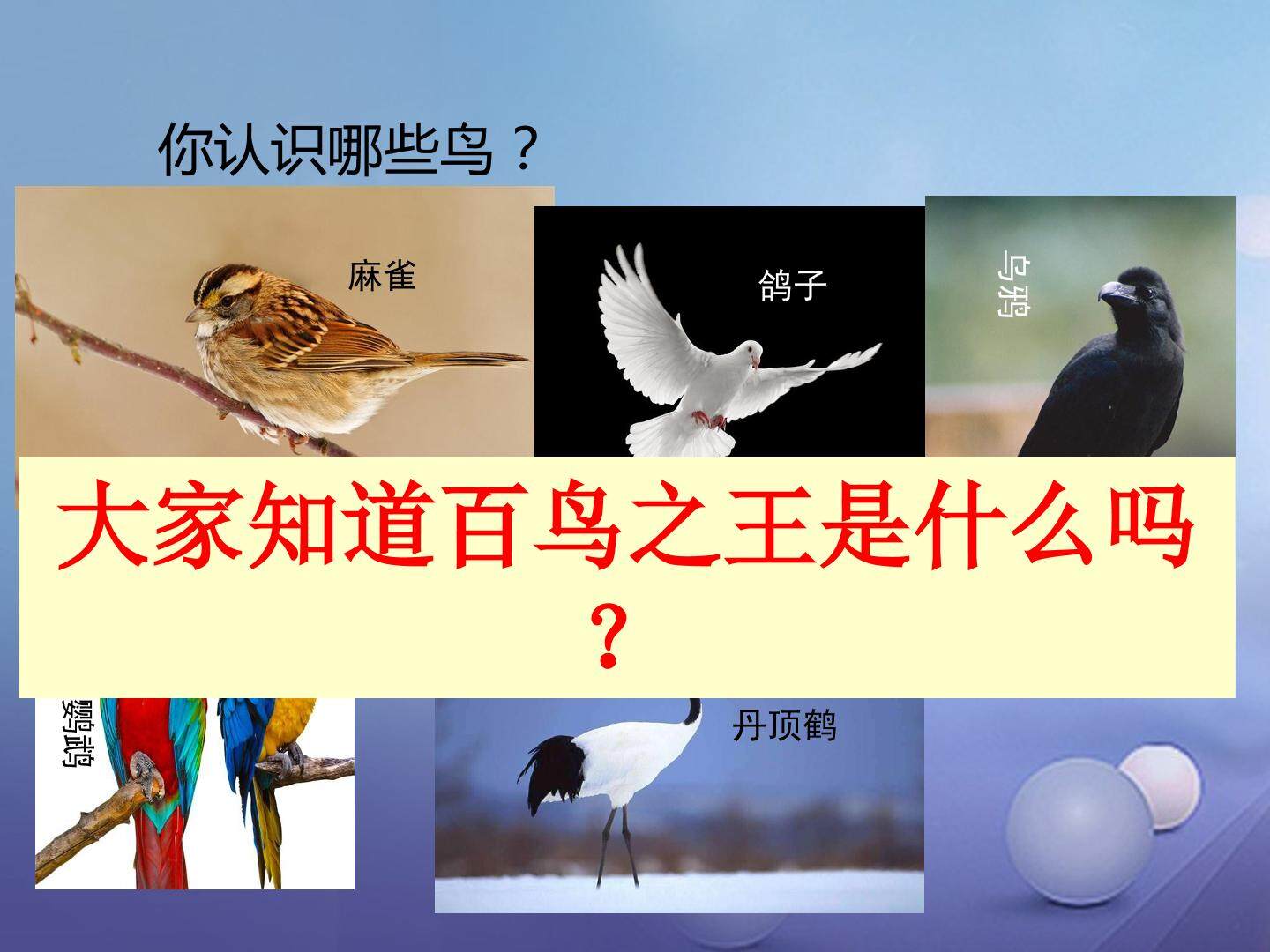 百鸟朝凤