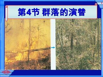 生物高中必修3第四章第四节课件1