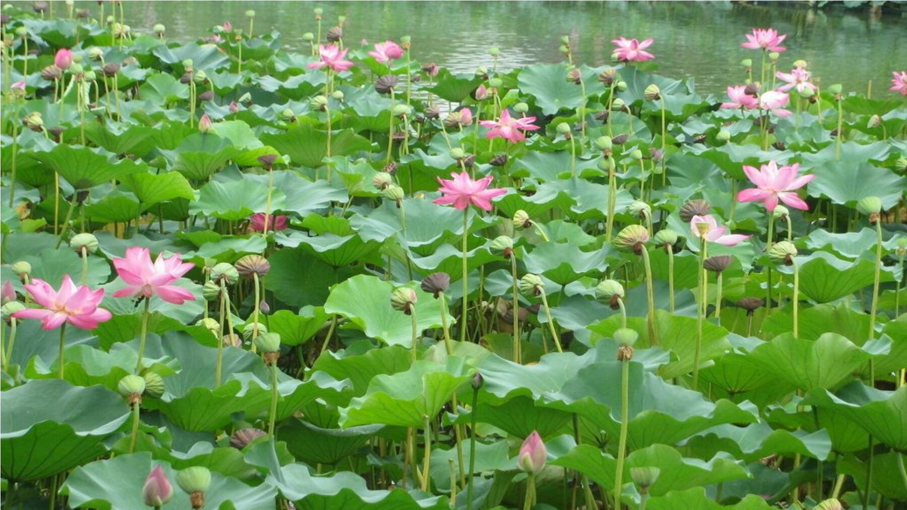 《小池》教学课件