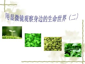 用显微镜观察身边的生命世界（二）_课件1