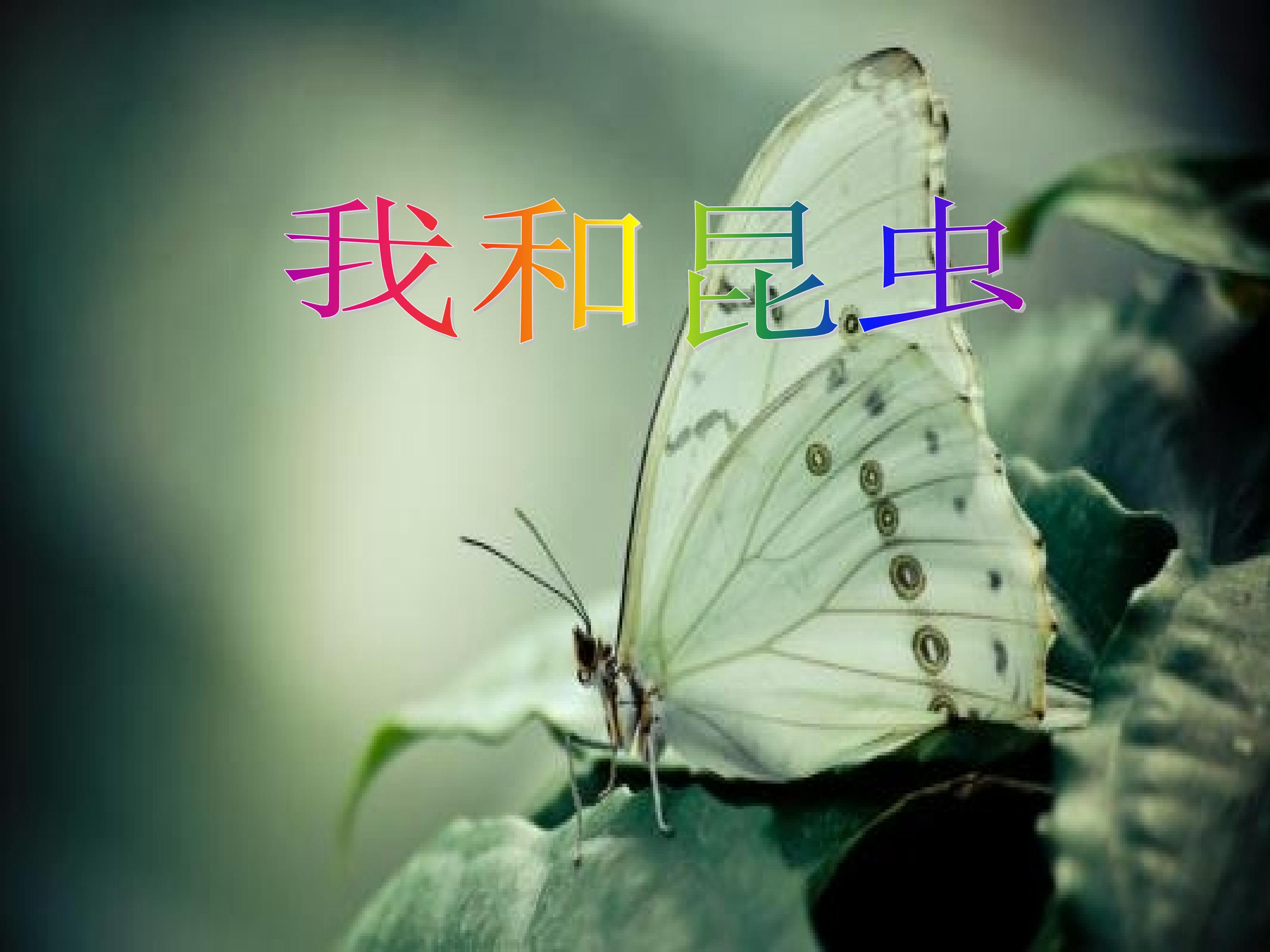 我和昆虫