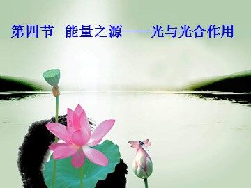 二  光合作用的原理和应用